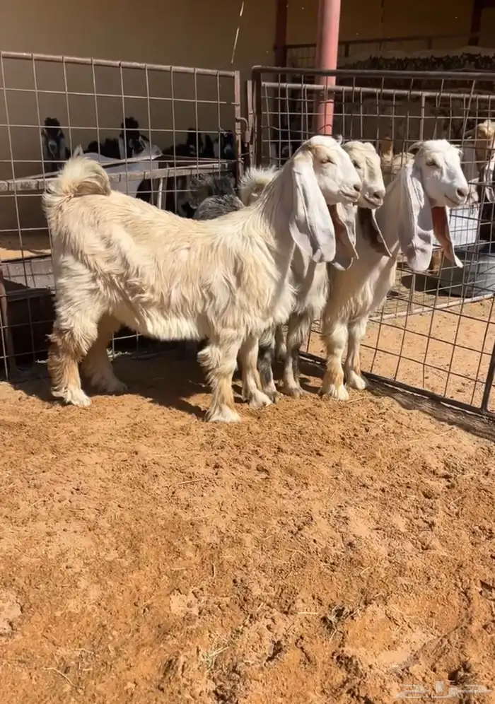 جفرات عوارض كريمية صنف فاخر خصم تم البيع 0