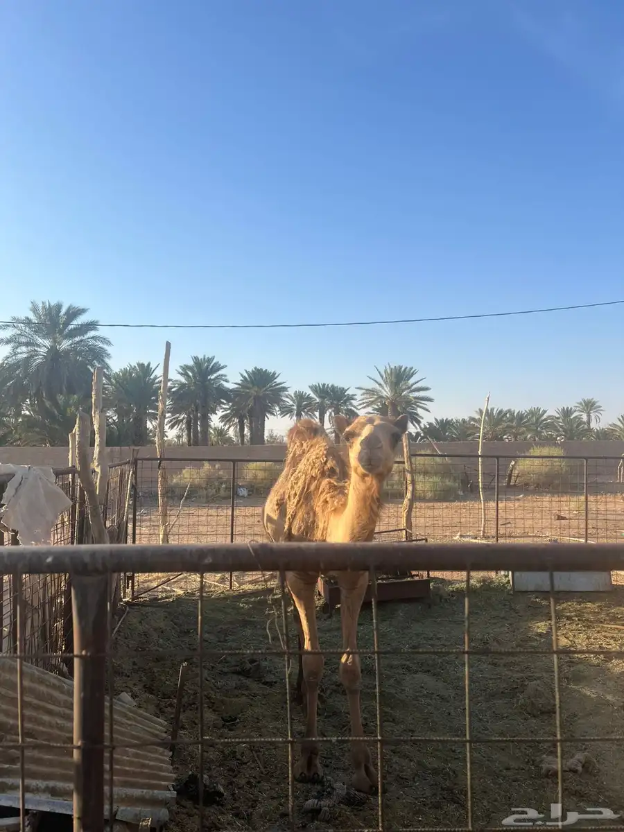 قعود وبكره للبيع 2