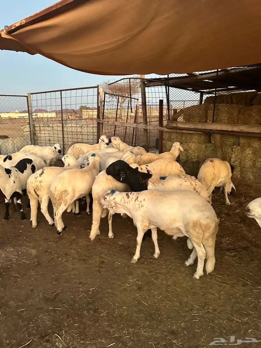 طليان سواكن تم البيع خارج الموقع 0