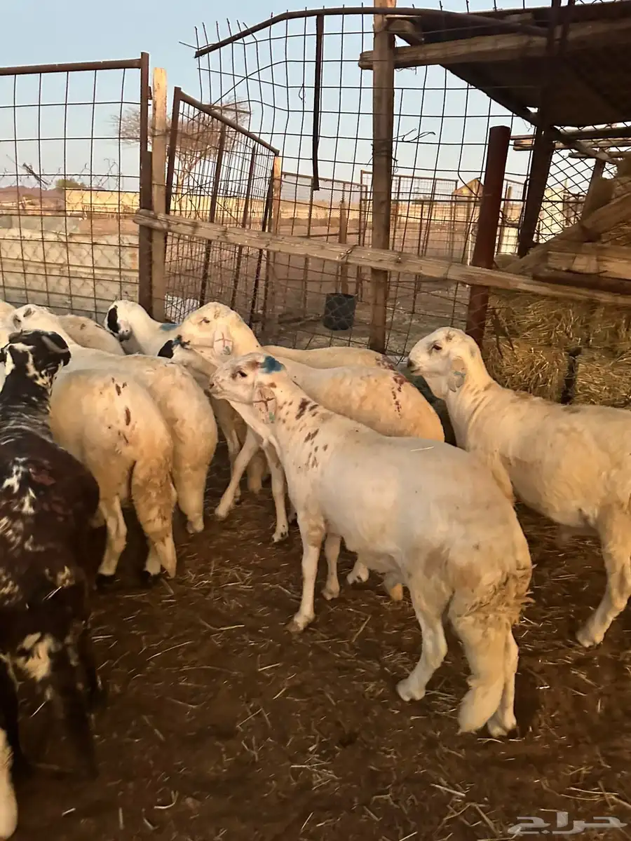 طليان سواكن تم البيع خارج الموقع 2