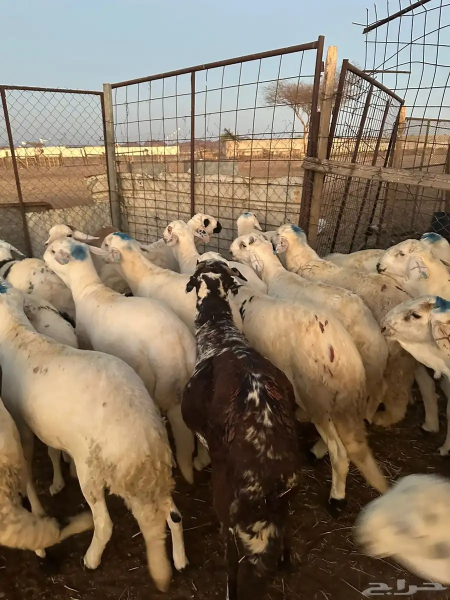 طليان سواكن تم البيع خارج الموقع 3