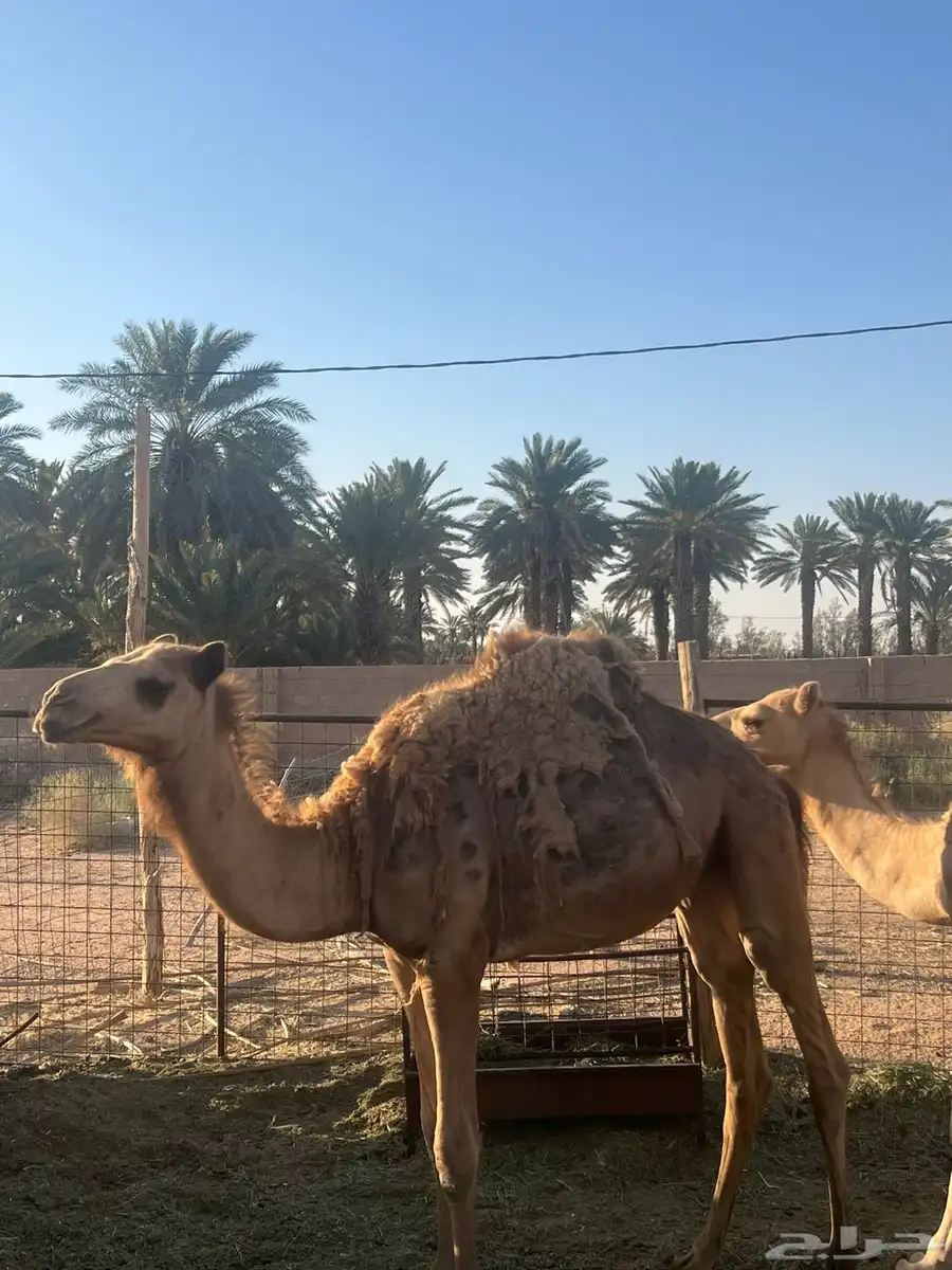 قعود وبكره للبيع 0