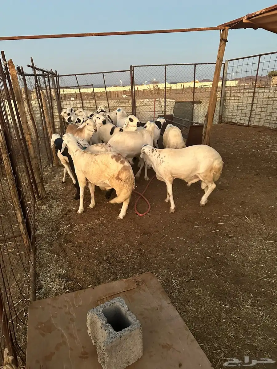 طليان سواكن تم البيع خارج الموقع 1