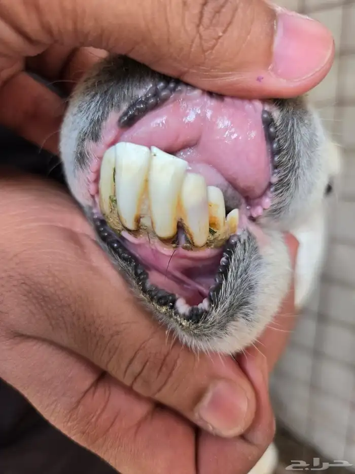 نعجه تحتها 2 3