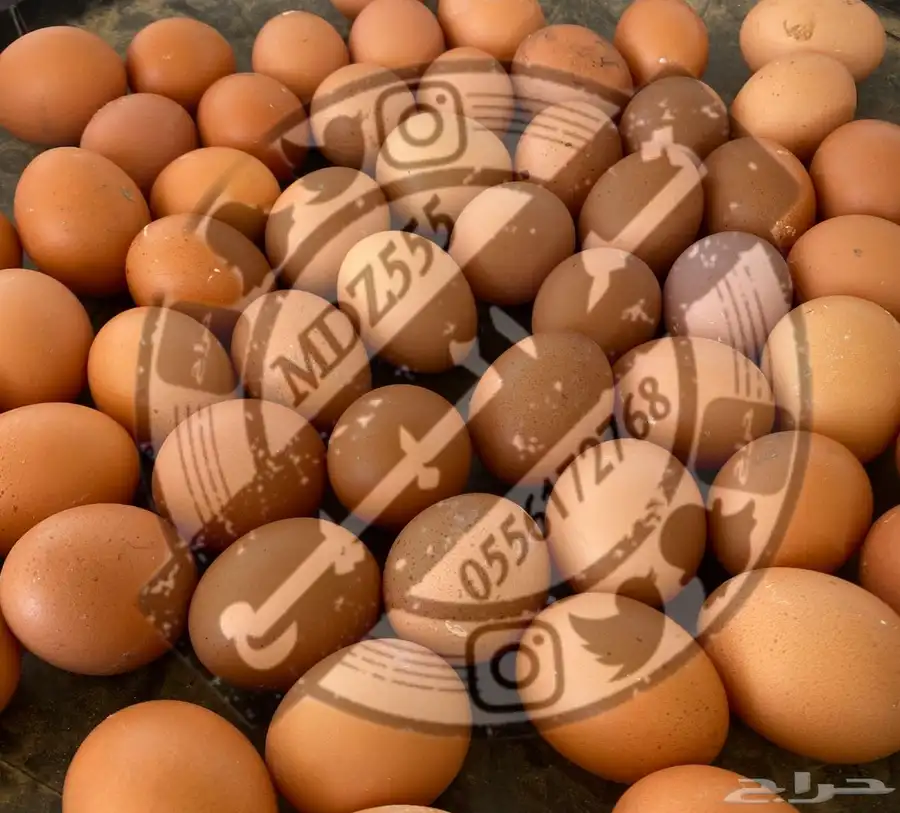 بيض دجاج لوهمان ( تم البيع ) 0