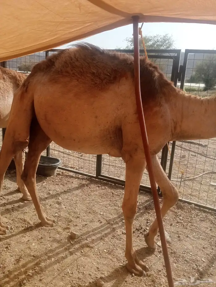حواشى صوماليه مرابى 3