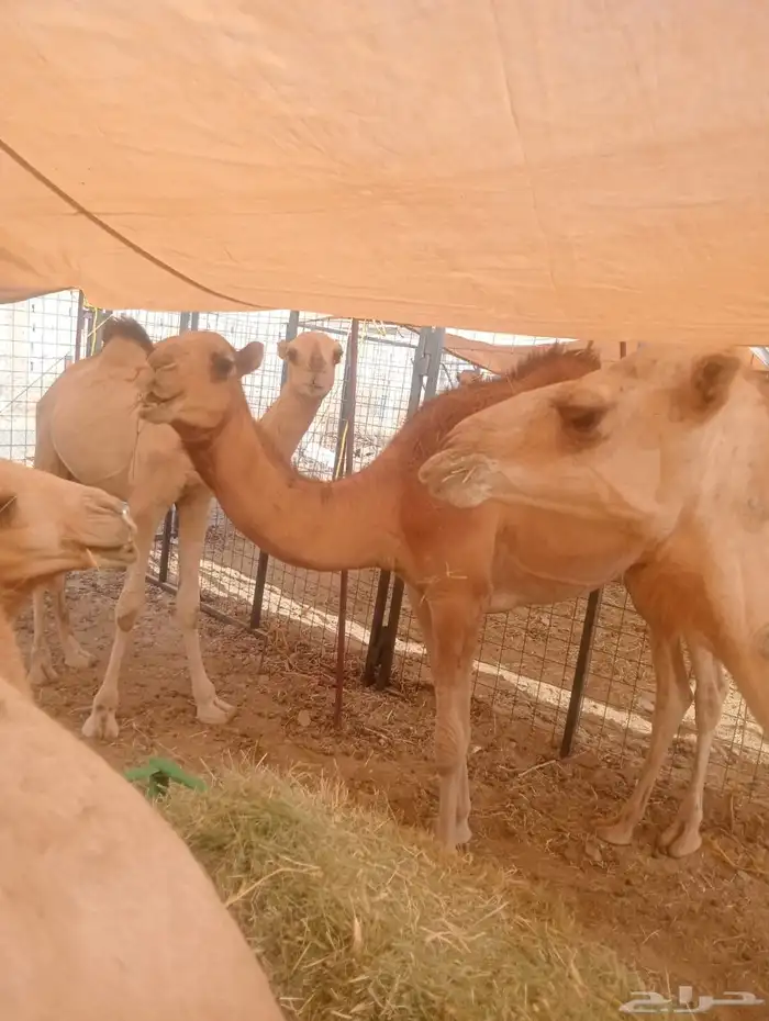 حواشى صوماليه مرابى 0