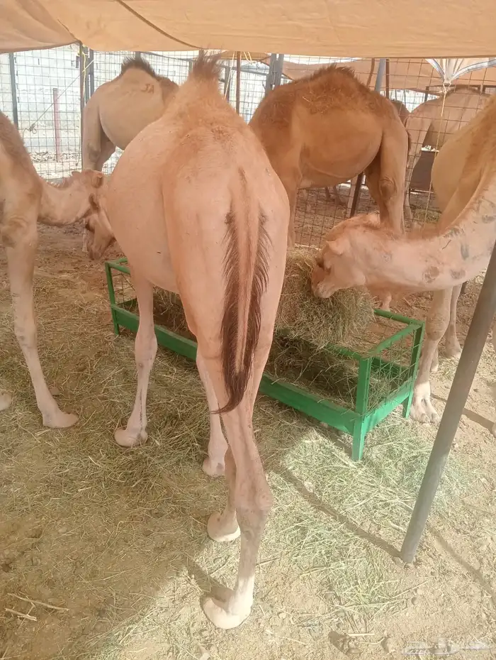 حواشى صوماليه مرابى 5