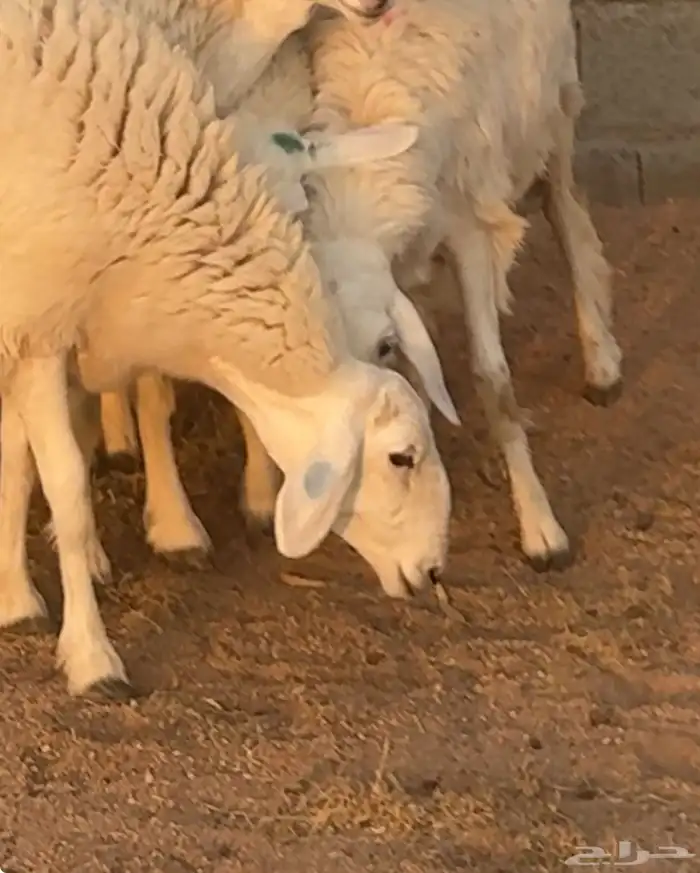 رخال صنف الصنف فواخر 1