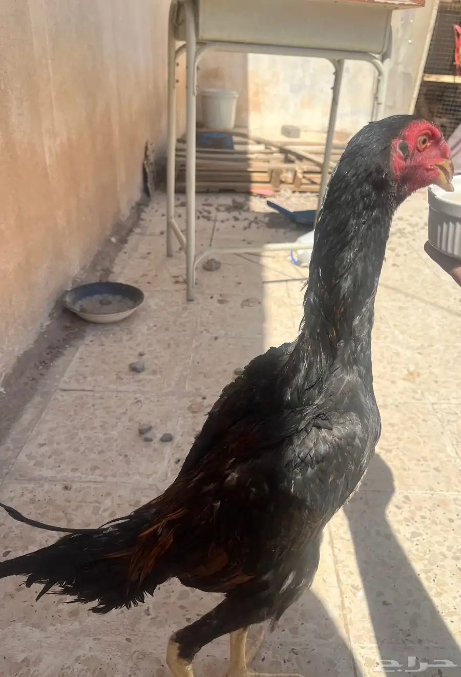 ديك شامو يباني 6