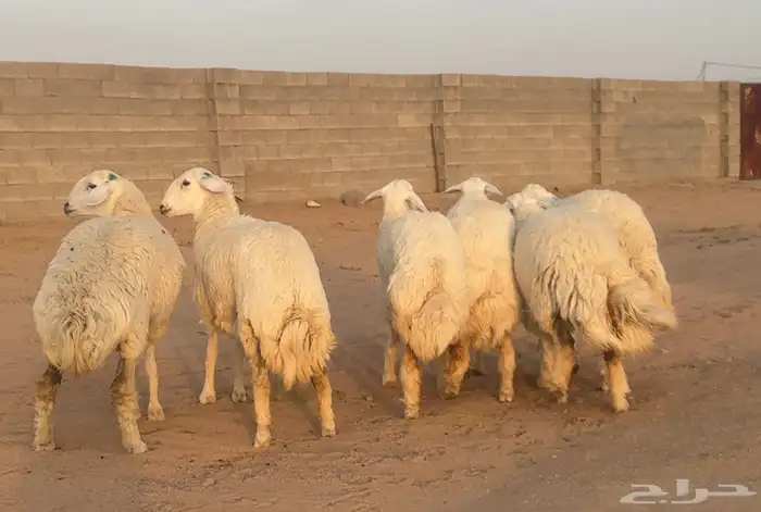 رخال صنف الصنف فواخر 2