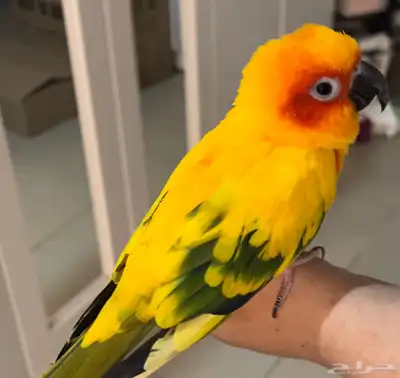 صن كنيور اليف تم البيع 1