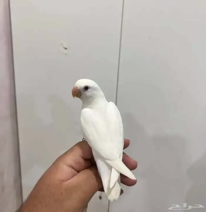 ببغاء روز أليف جدا  وهدد مناسب للأطفال ابيض كنه قطن 0
