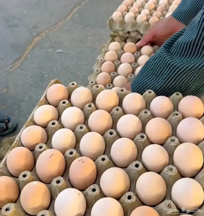 بيض دجاج مخصب دجاج بلدي واحمر واسود وابيض 0