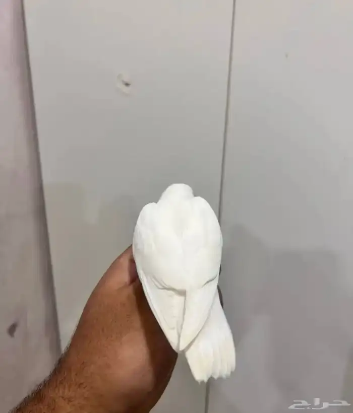 ببغاء روز أليف جدا  وهدد مناسب للأطفال ابيض كنه قطن 6