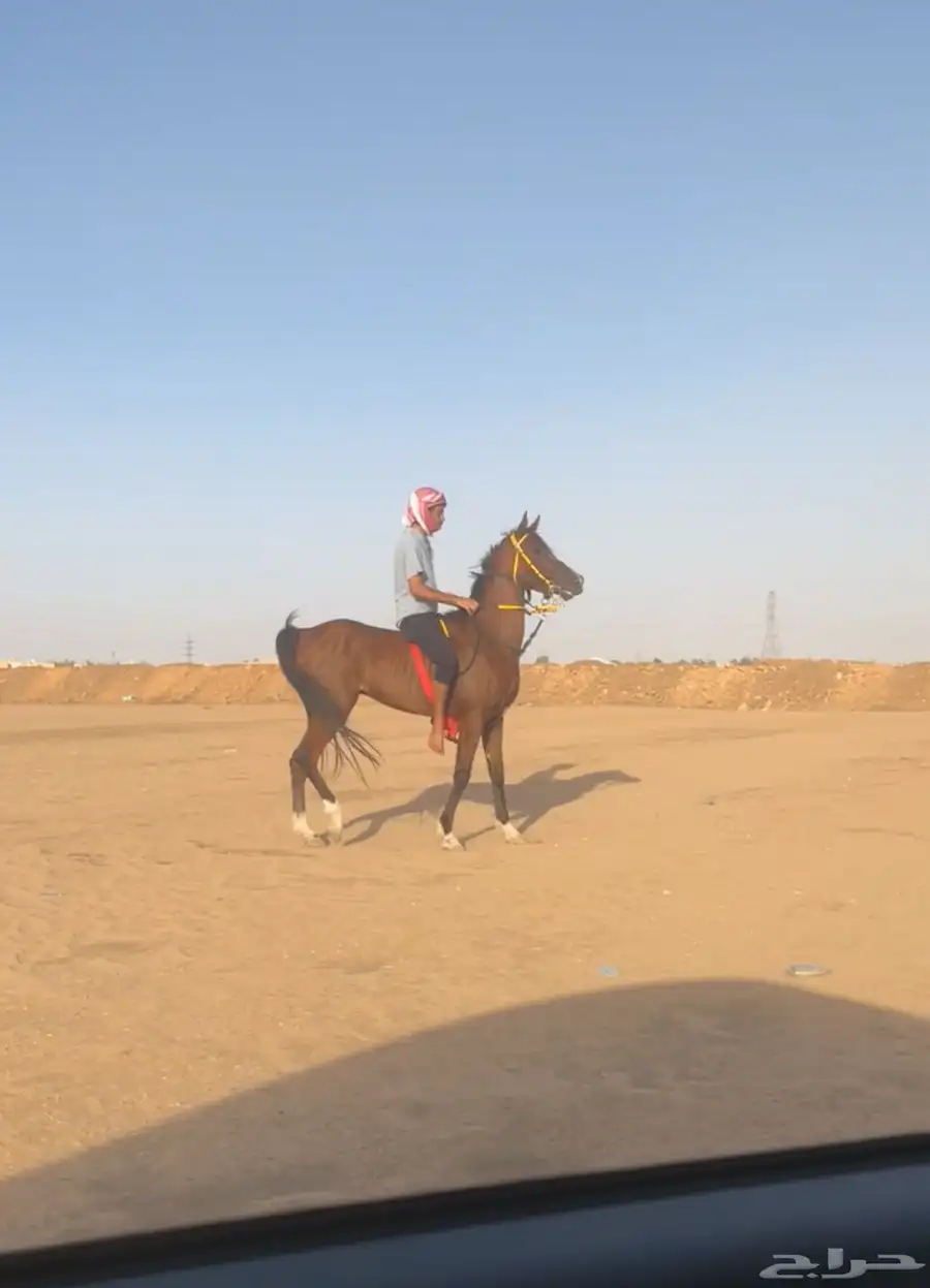 حصان شعبي حار 0