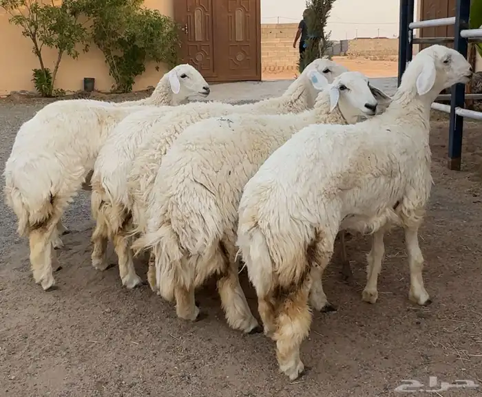 رخال صنف الصنف فواخر 4