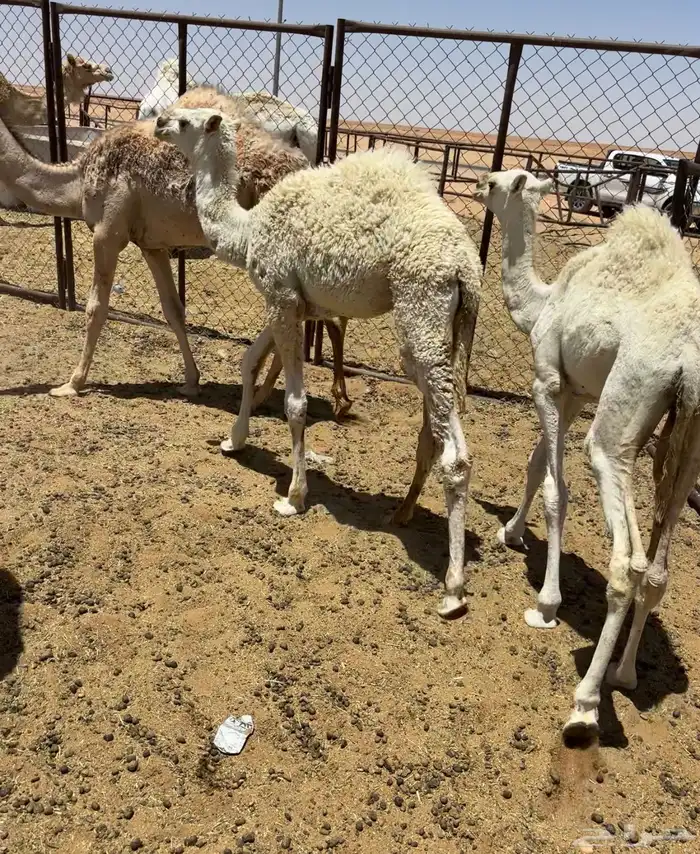 عشاير طيبات 13