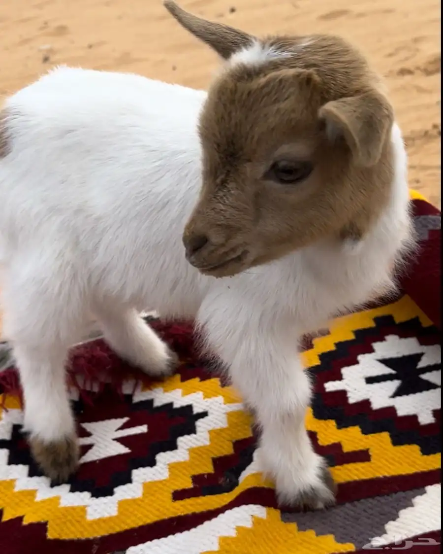 ماعز قزمي 0
