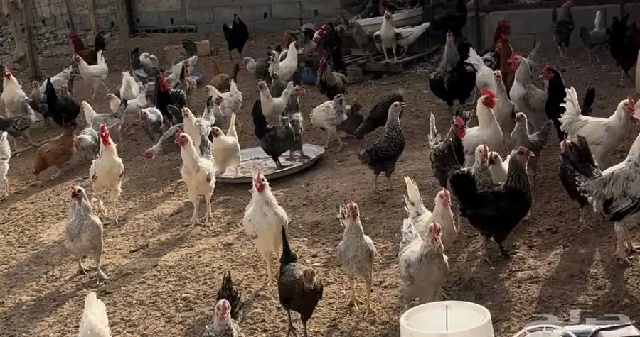 دجاج بلدي 0