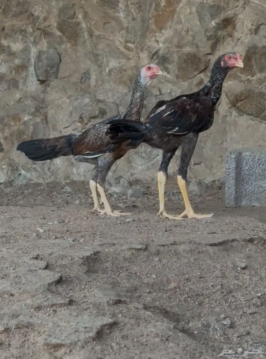 شامو 0