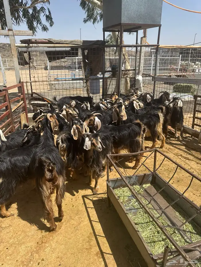 معزا. حو العدد 24 راس وتحتها 8 12