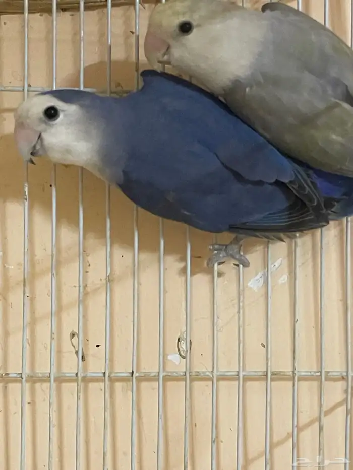 ببغاء اللهم بارك طيور الروز 6