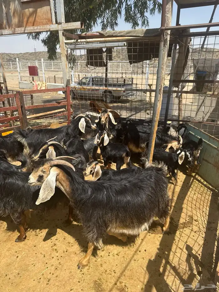 معزا. حو العدد 24 راس وتحتها 8 1