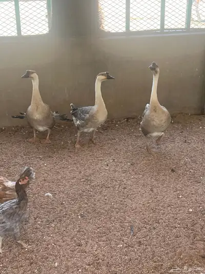 وز عراقي أنثى تين وذكر 0