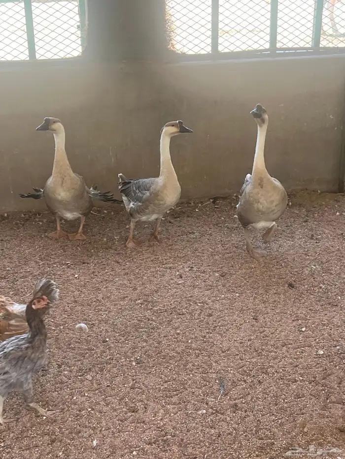 وز عراقي أنثى تين وذكر 0