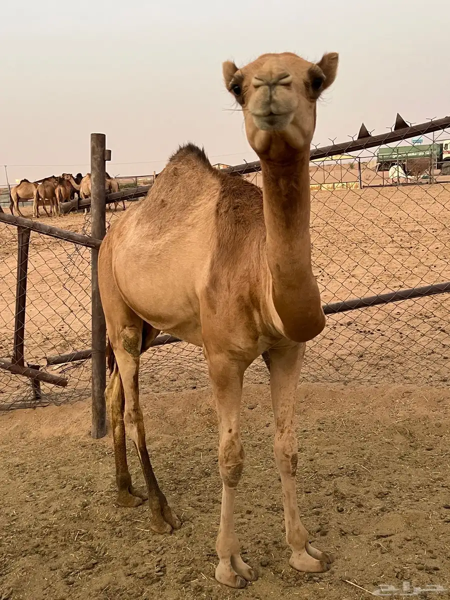 بكره 3
