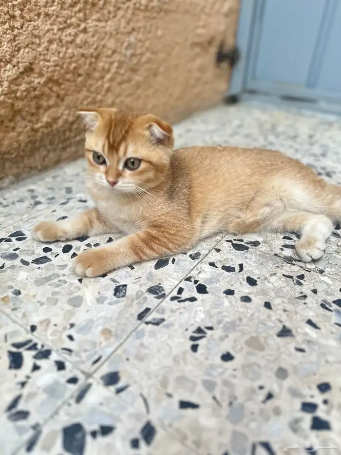 ذكر سكوتش فولد 0