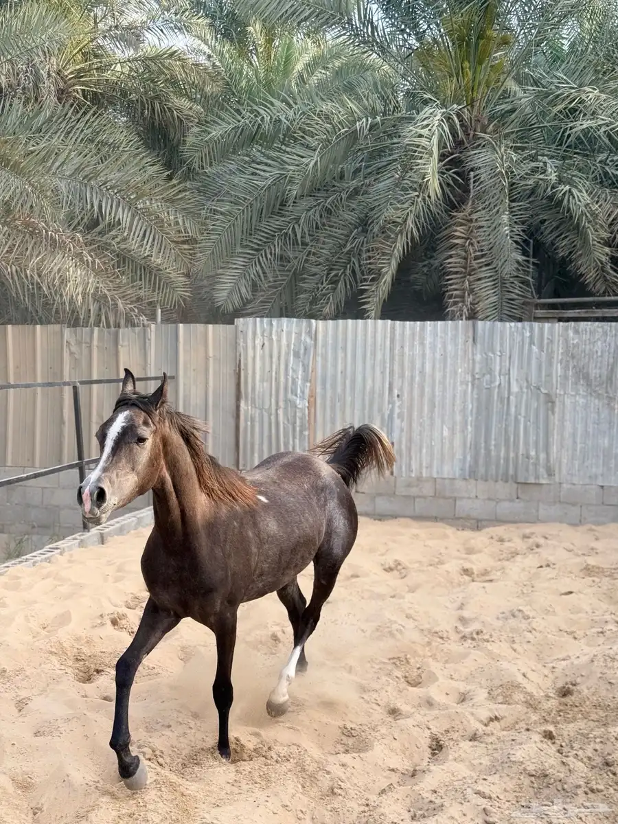 مهره شعبيه 4