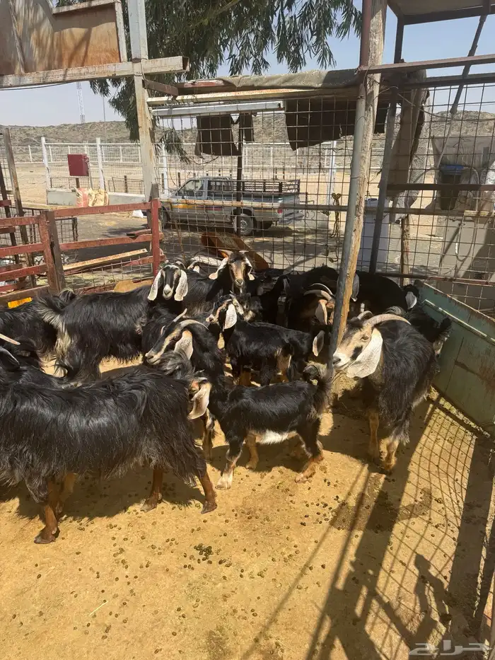 معزا. حو العدد 24 راس وتحتها 8 4