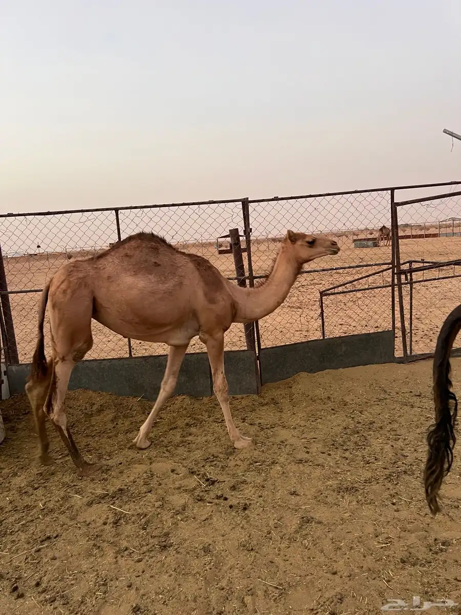 بكره 1