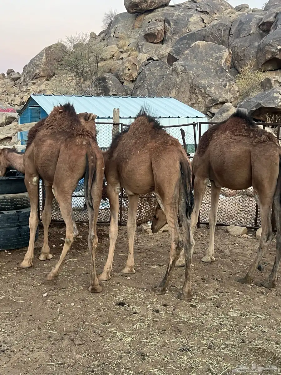 بكار حمر للبيع 2