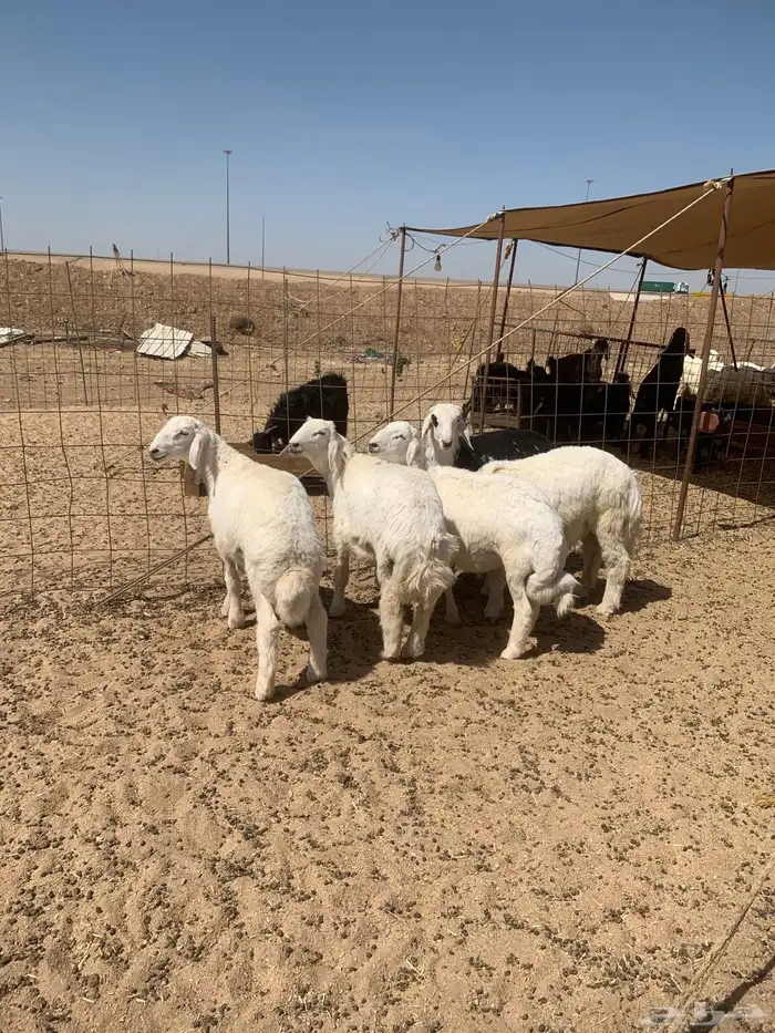 تيوس عوارض فل شحم ولحم وجفار يوجد صلخ وتوصيل 4