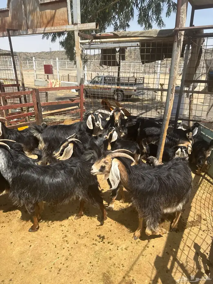 معزا. حو العدد 24 راس وتحتها 8 2