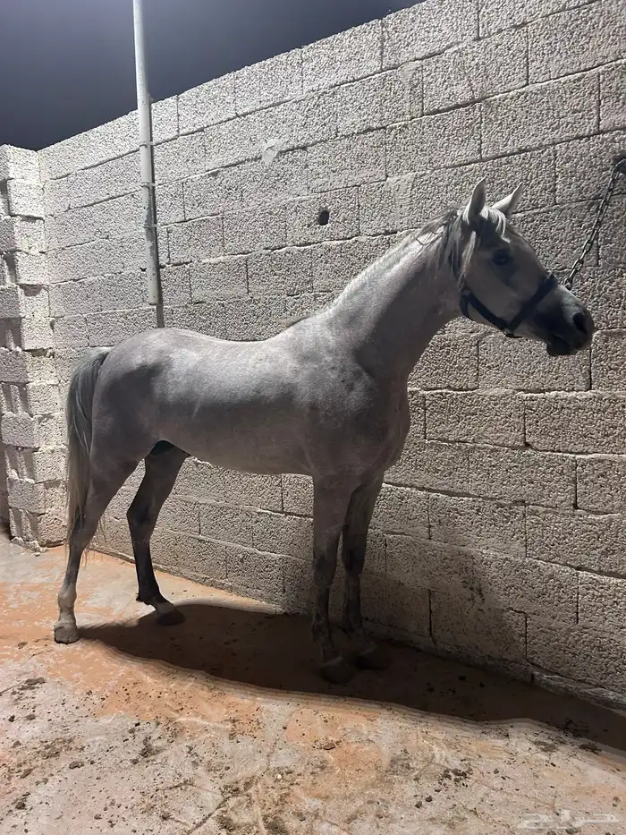 مهر جمال لم يشارك 4