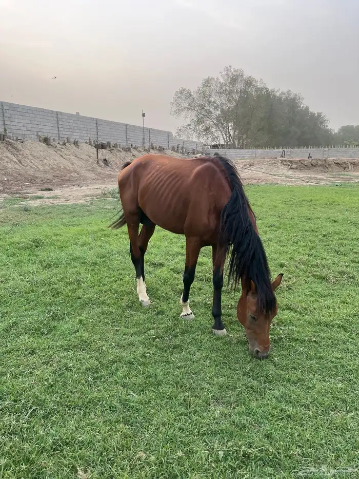 خيل للبيع العدد 2 4