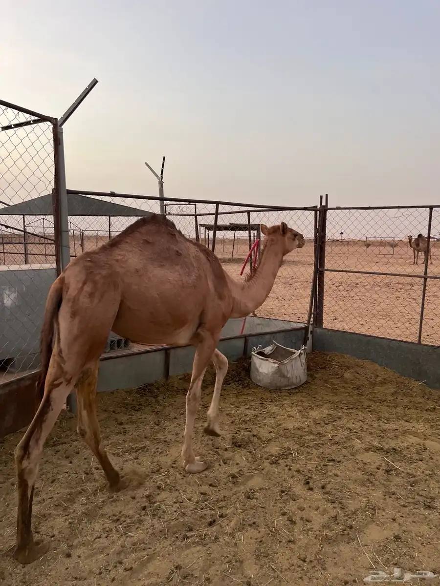 بكره 2
