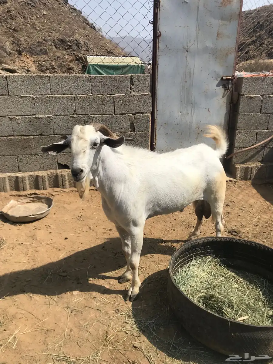 فحل بيشي جامع مشروط 0