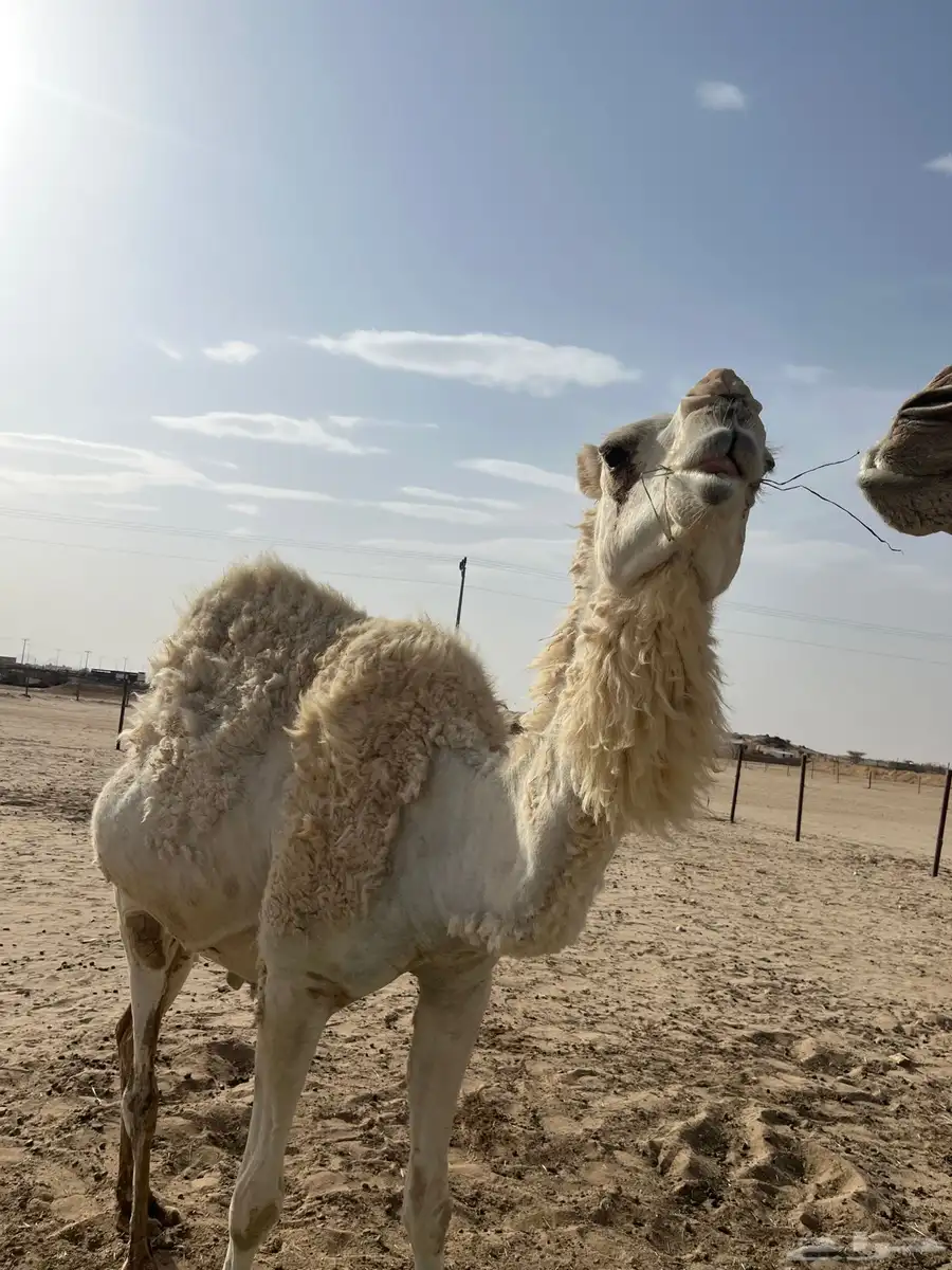 لحقه كفووو عفرا 2