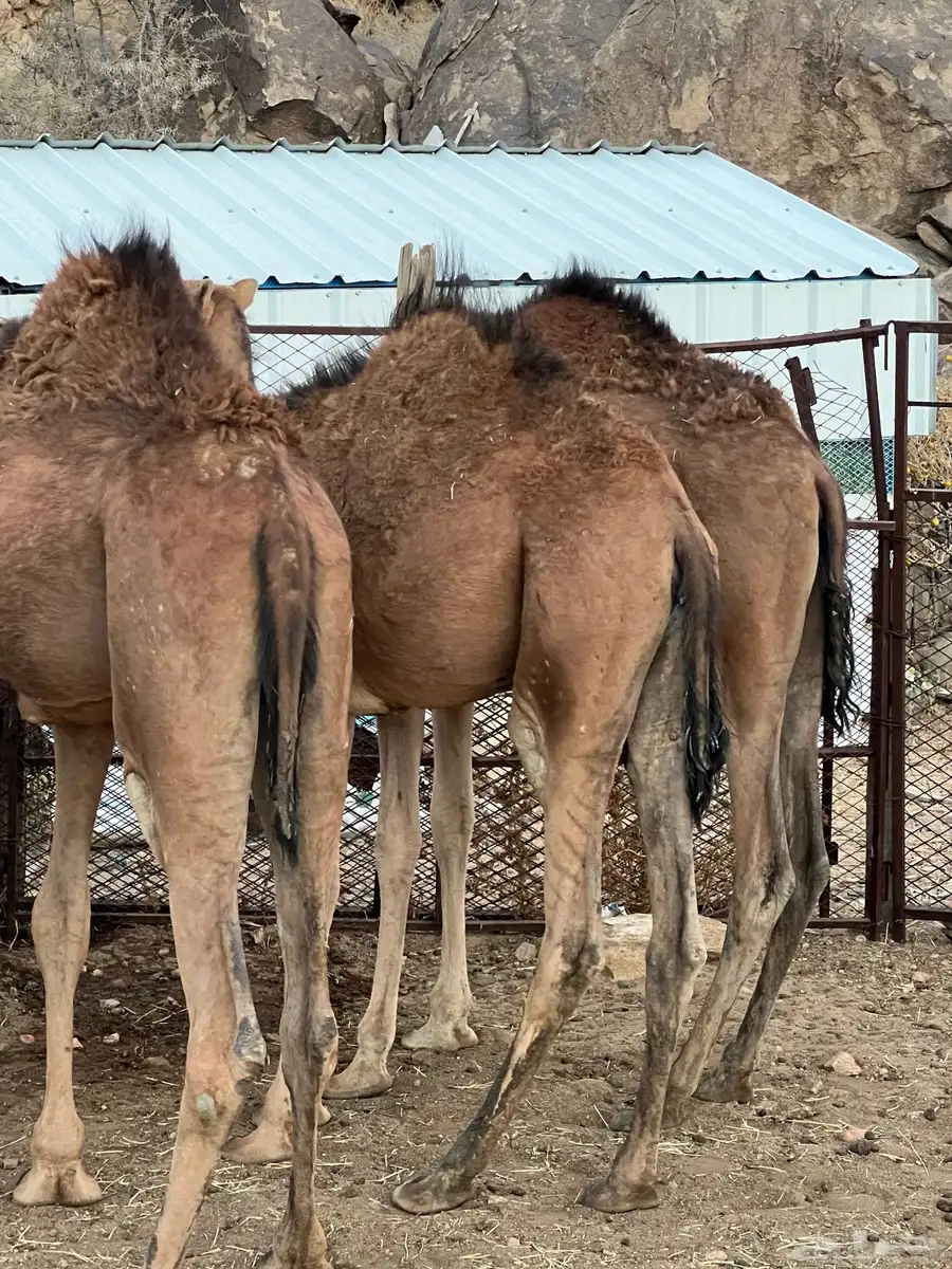 بكار حمر للبيع 0