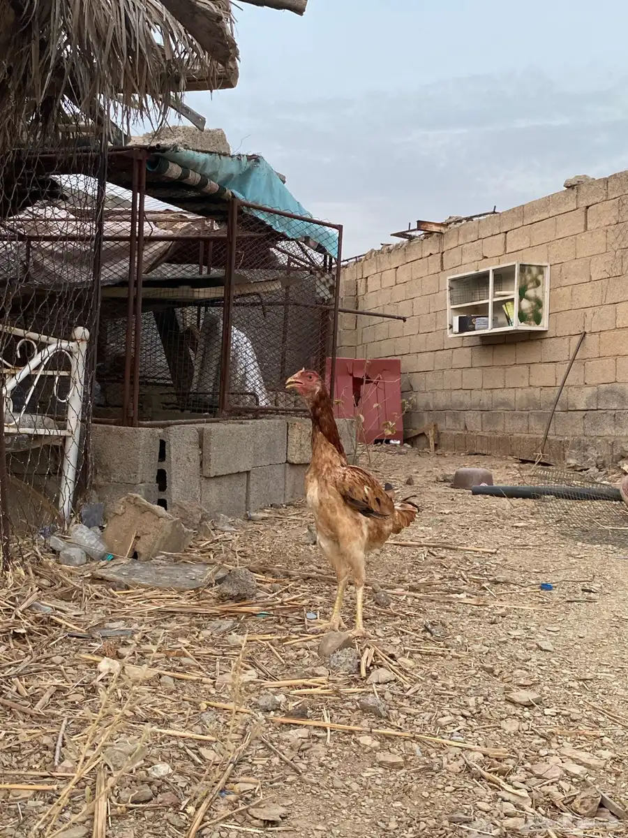 دجاجه سندي 0