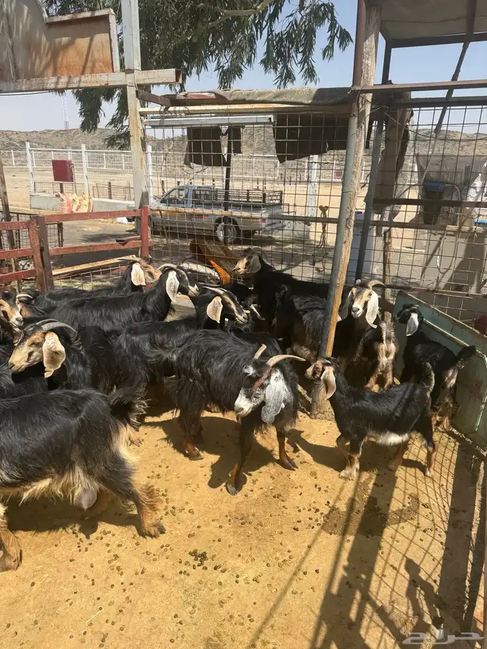 معزا. حو العدد 24 راس وتحتها 8 5