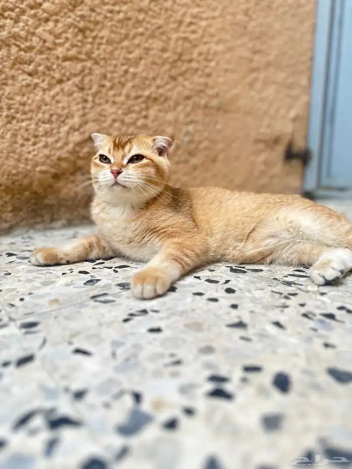 ذكر سكوتش فولد 2