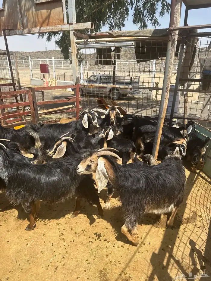 معزا. حو العدد 24 راس وتحتها 8 0