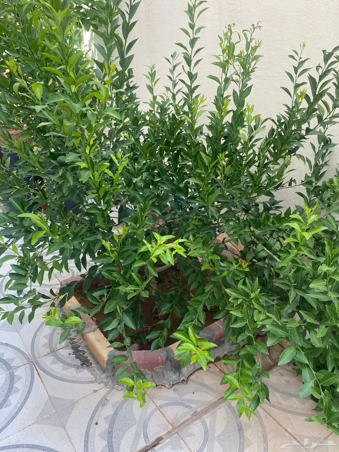 للبيع اشجار جميع انواع الحمضيات مثمر عمره 4سنوات 1