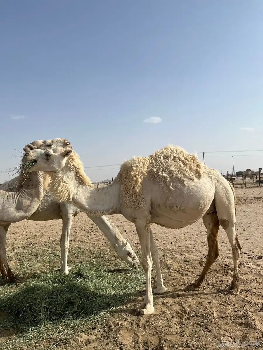 لحقه كفووو عفرا 0